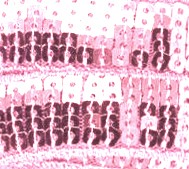 Galon Sequin - Rose Pâle