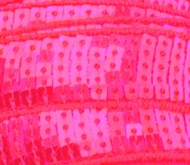 Galon Sequin - Rose 