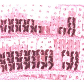Galon Sequin - Rose Pâle